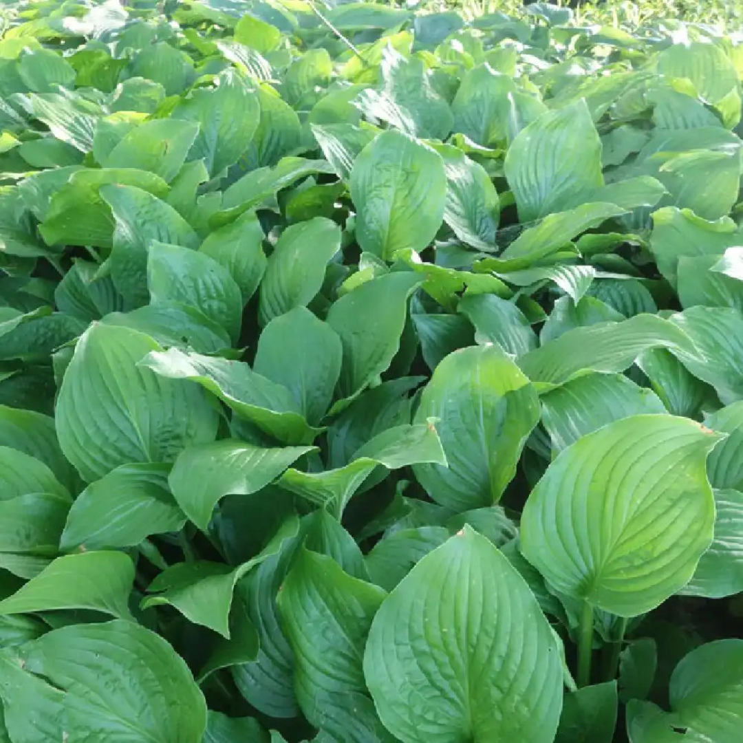 Hosta hybrid 'Royal Standard'