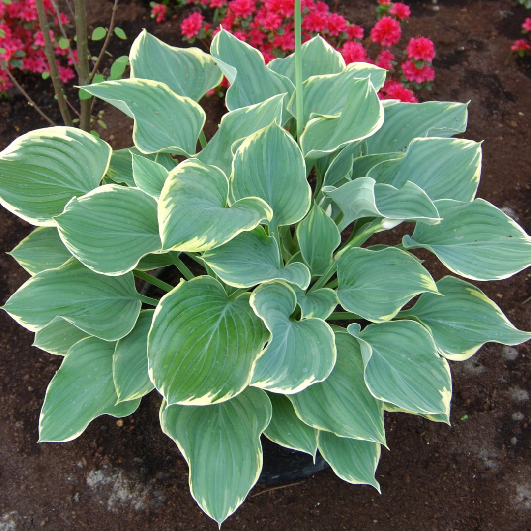 Hosta hybrid 'Sagae'