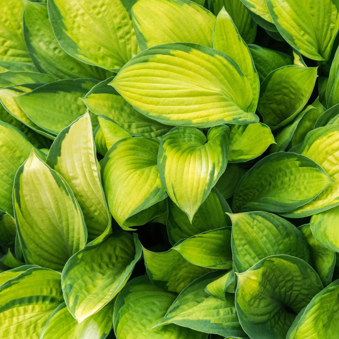 Hosta hybrid 'Stained Glass'