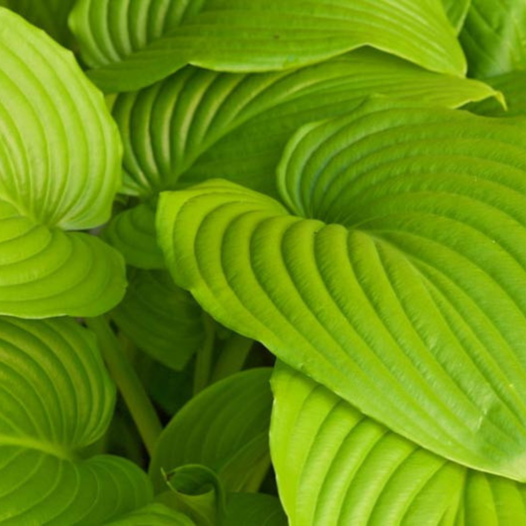 Hosta hybrid 'Sum and Substance'