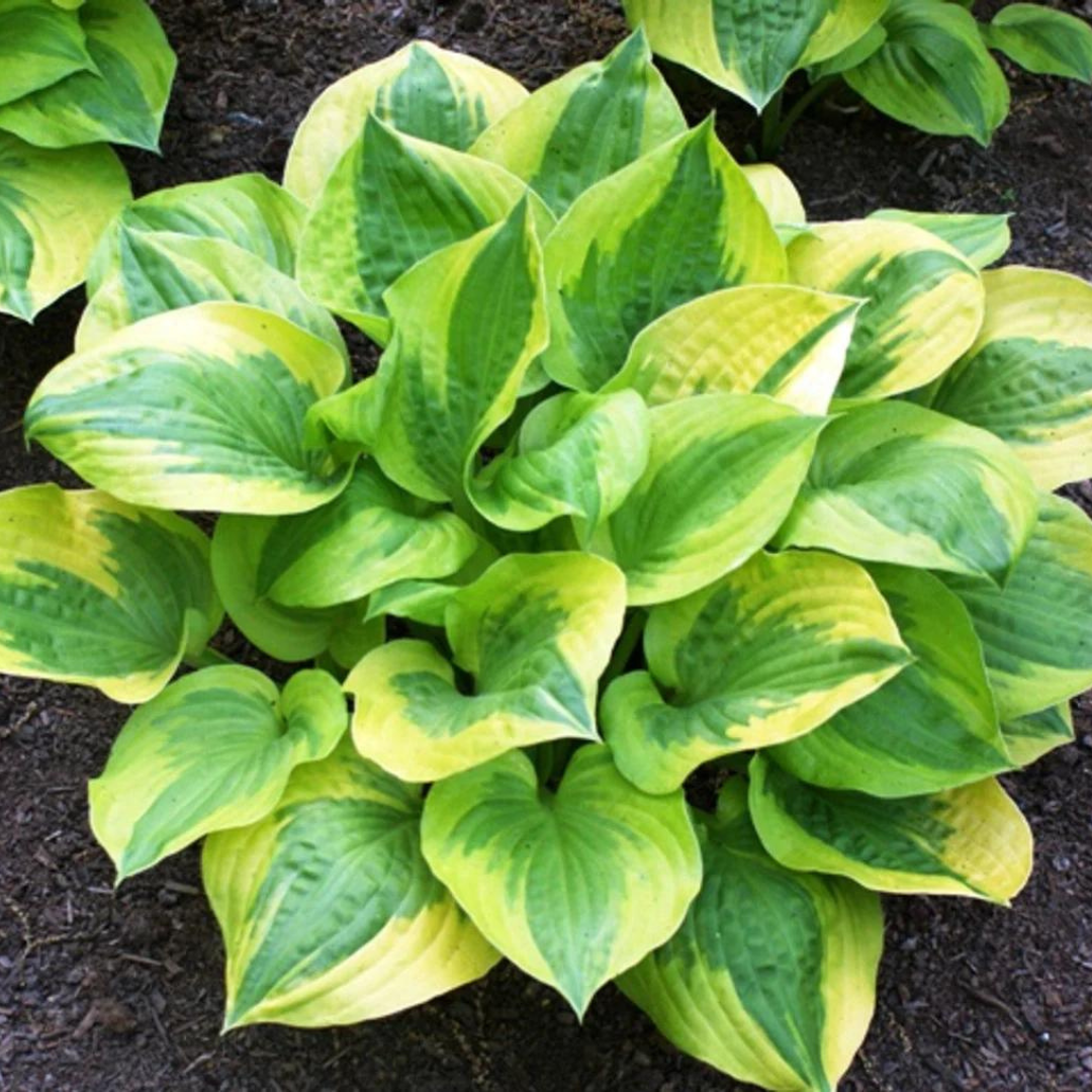 Hosta hybrid 'Summer Breeze'