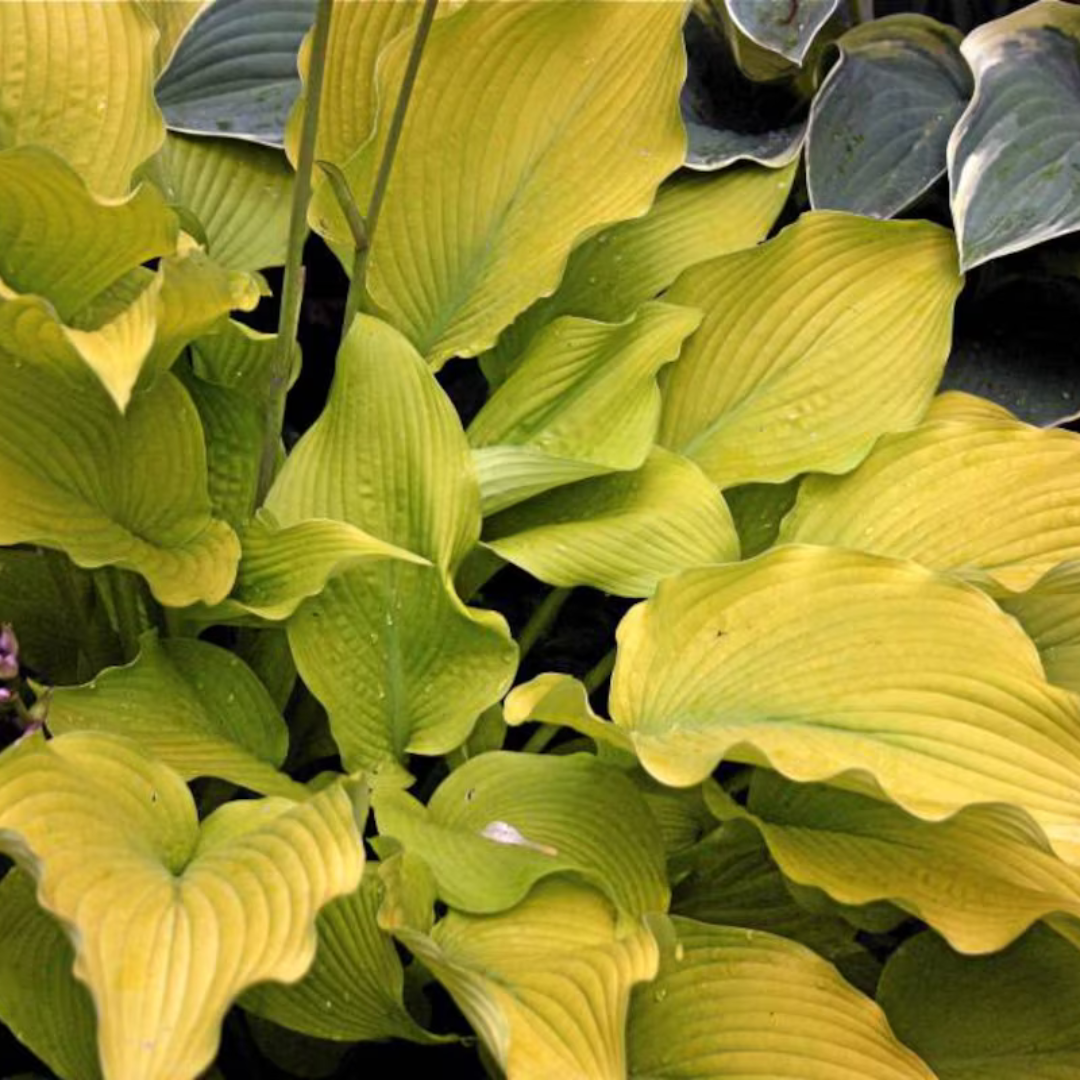 Hosta hybrid 'Sun Power'