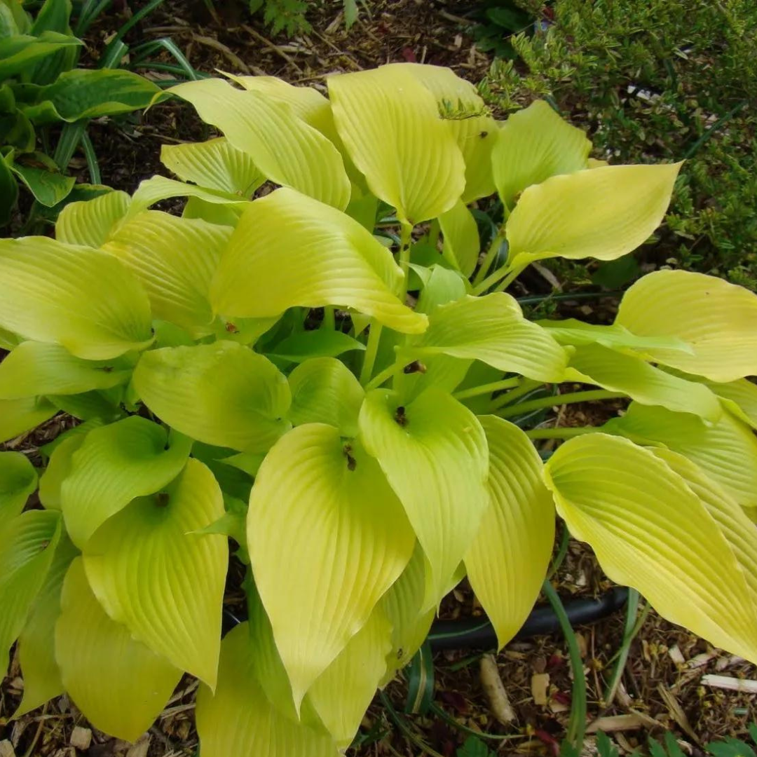 Hosta hybrid 'Sunny Halcyon'