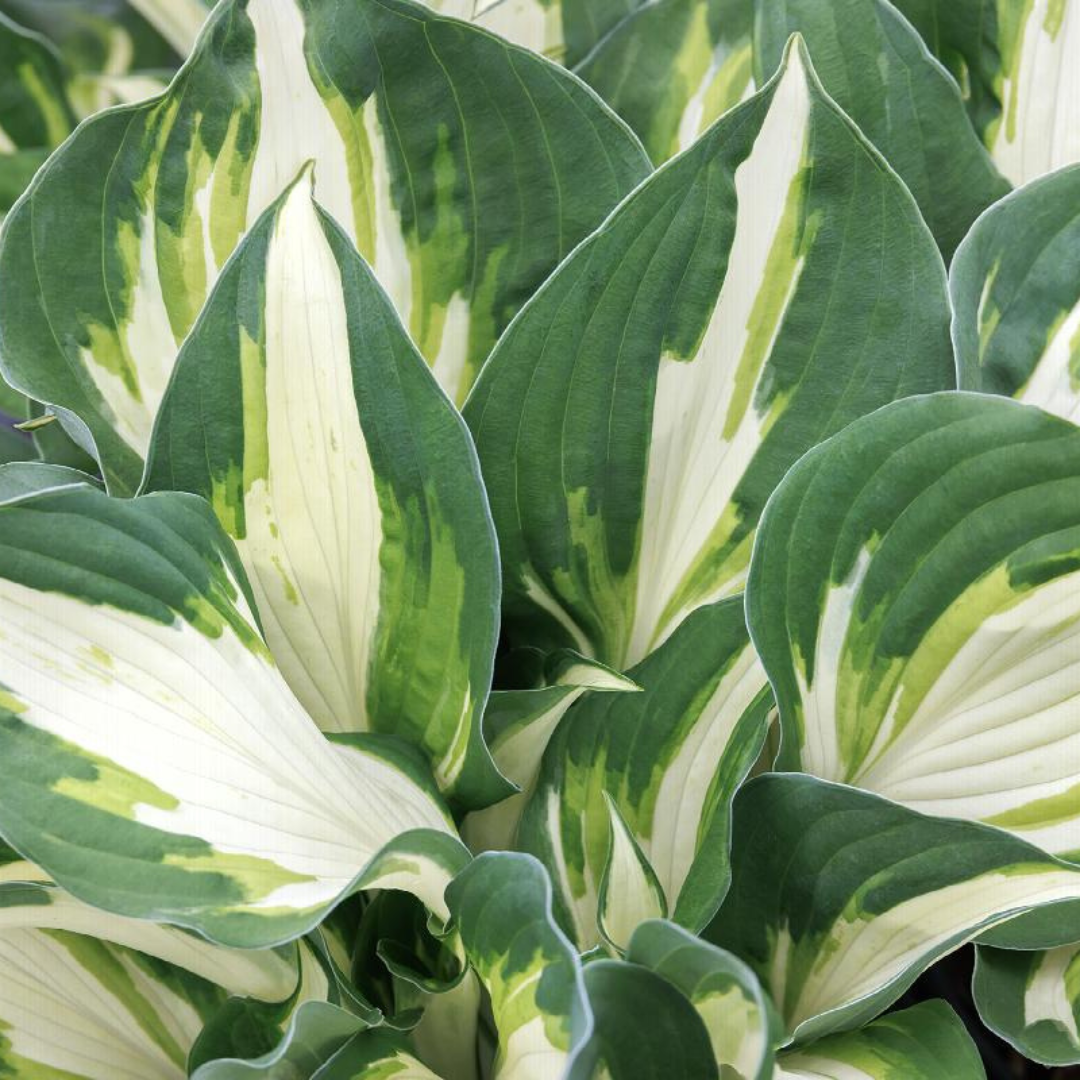 Hosta hybrid 'Vulcan'