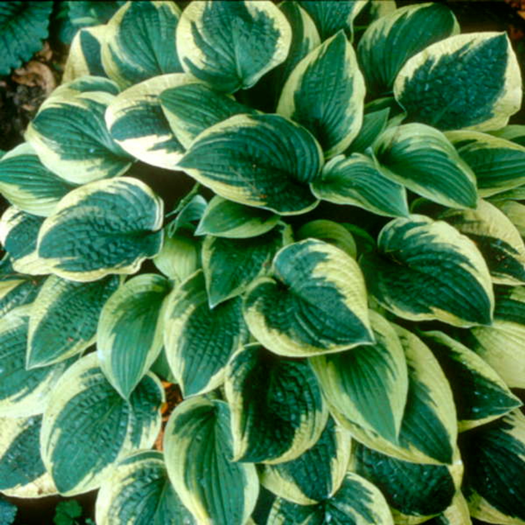 Hosta hybrid 'Wide Brim'