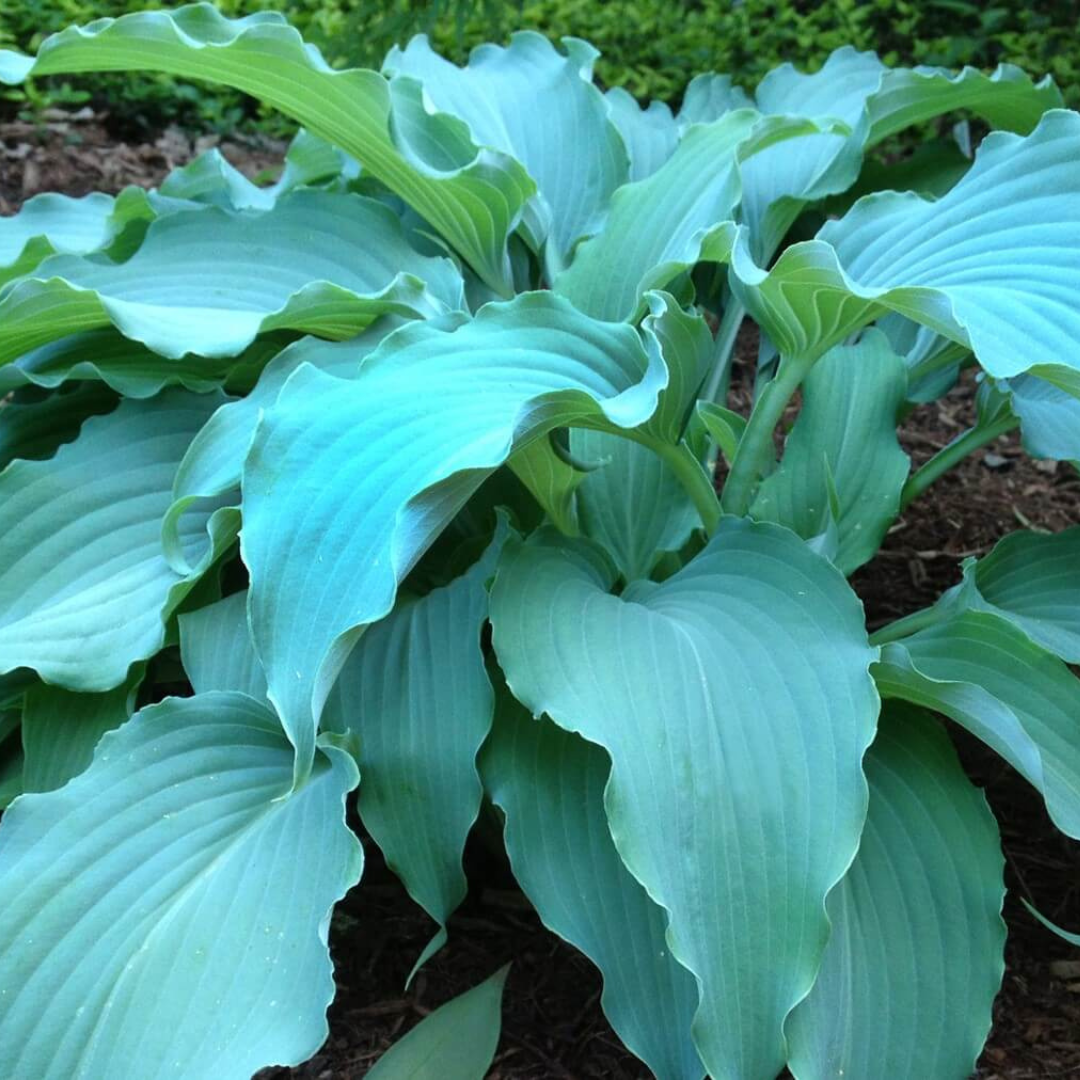 Hosta hybrid 'Wind Beneath My Wings'