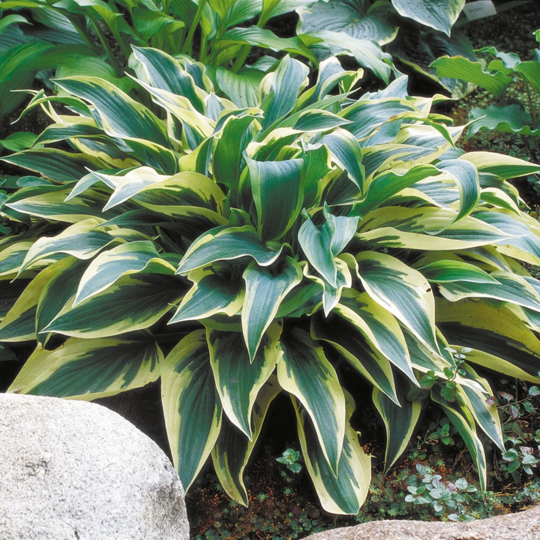 Hosta hybrid 'Wolverine'