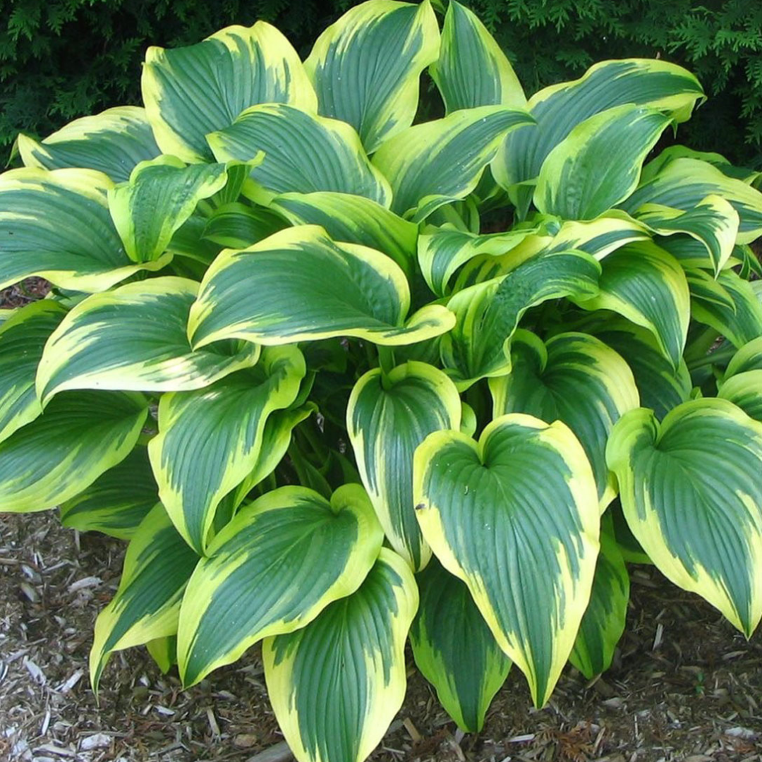 Hosta montana 'Aureomarginata'