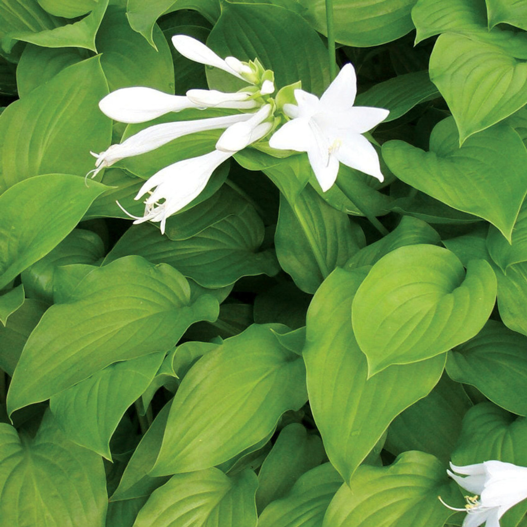 Hosta plantaginea