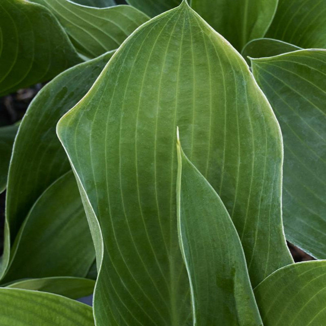 Hosta sieboldiana 'Elegans'