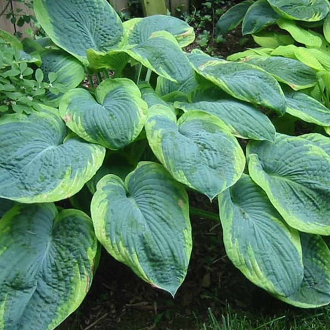 Hosta sieboldiana 'Frances Williams'