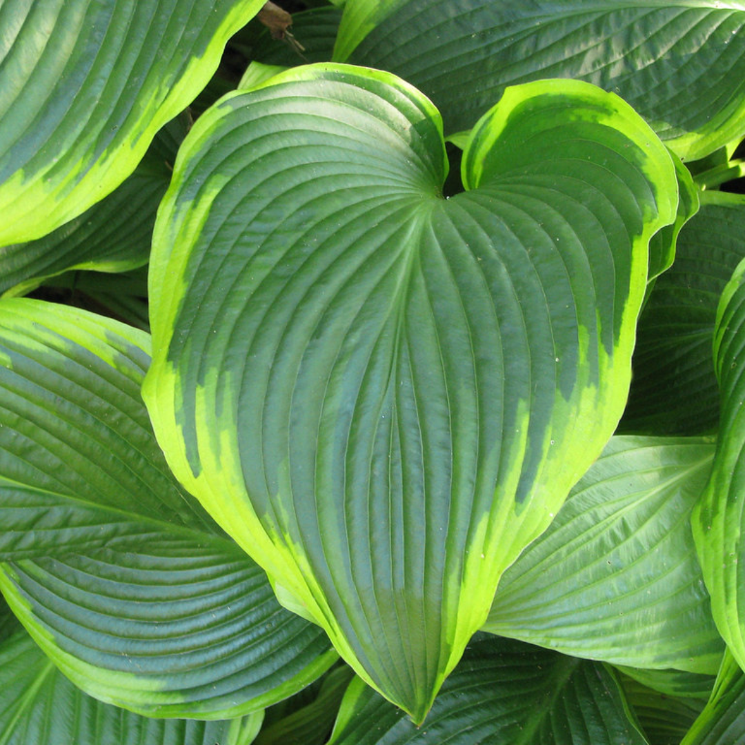 Hosta tokudama 'Flavocircinalis'