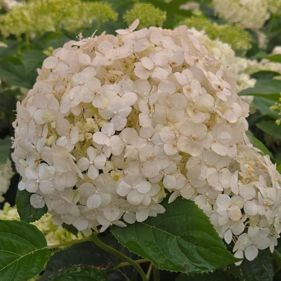 Hydrangea arborescens Incrediball® Storm Proof™