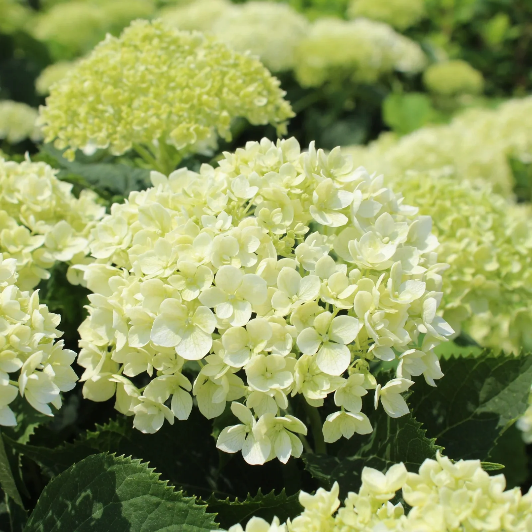 Hydrangea arborescens Invincibelle Limetta®