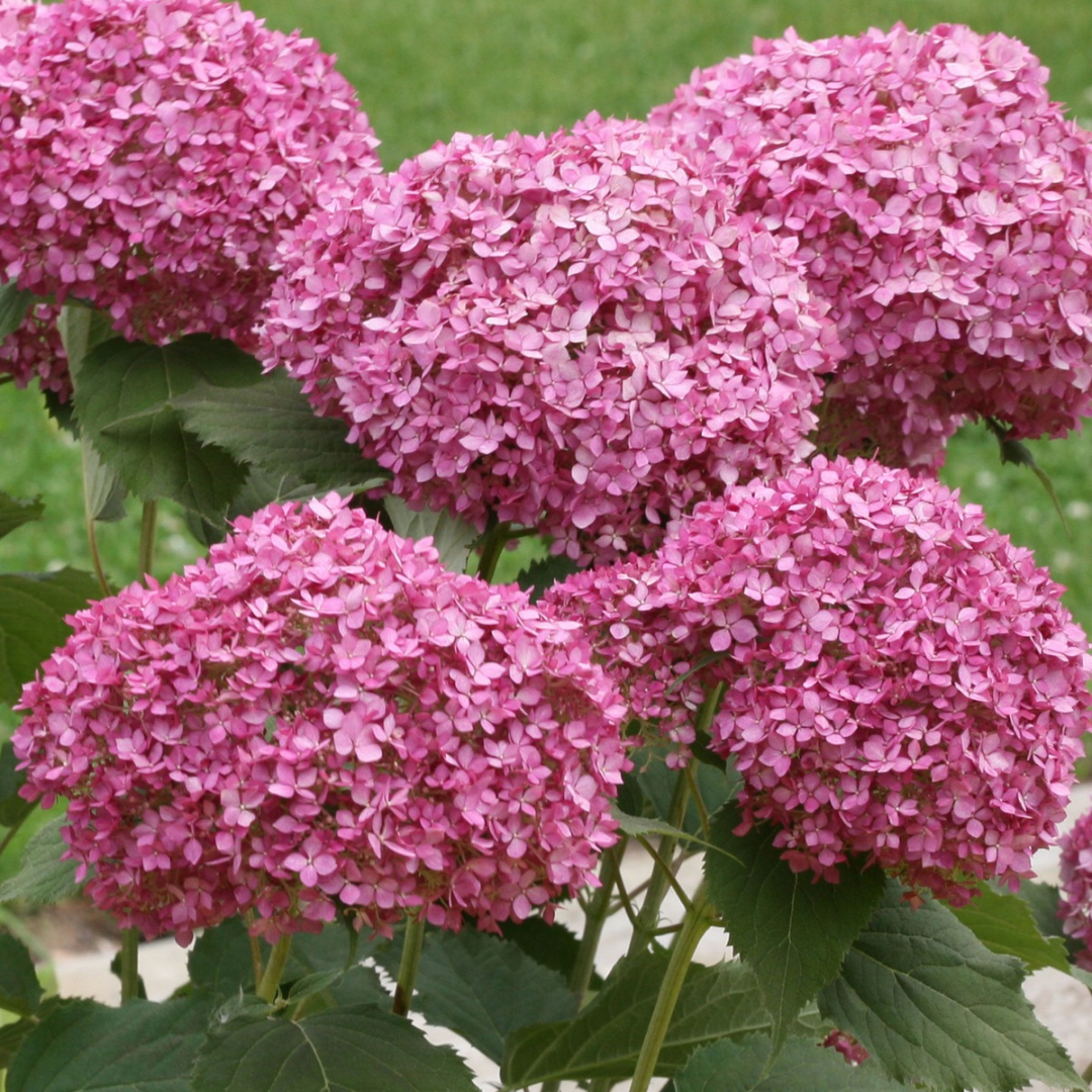 Hydrangea arborescens Invincibelle Mini Mauvette®