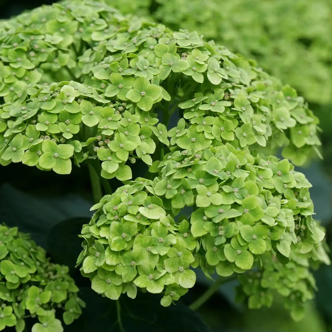 Hydrangea arborescens Invincibelle Sublime™