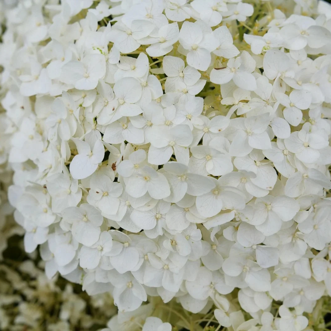 Hydrangea arborescens Invincibelle Wee White®