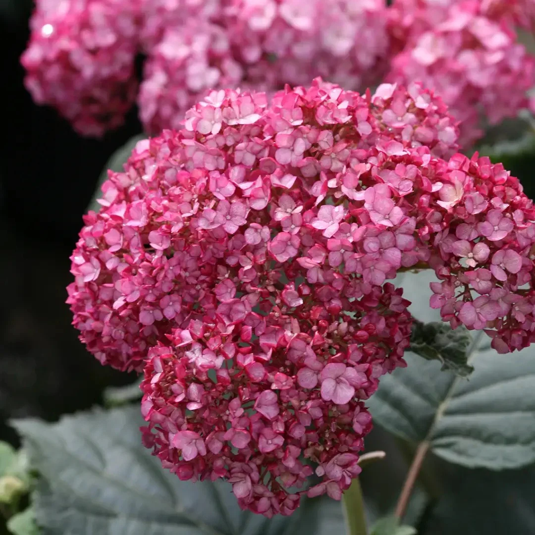 Hydrangea arborescens Invincibelle® Ruby