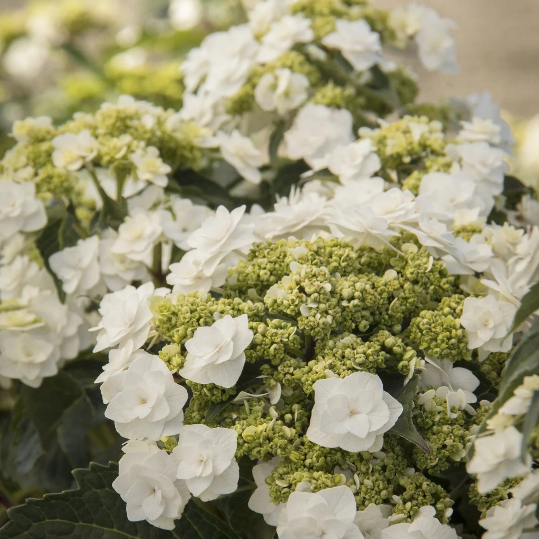 Hydrangea macrophylla Double Delights™ Wedding Gown