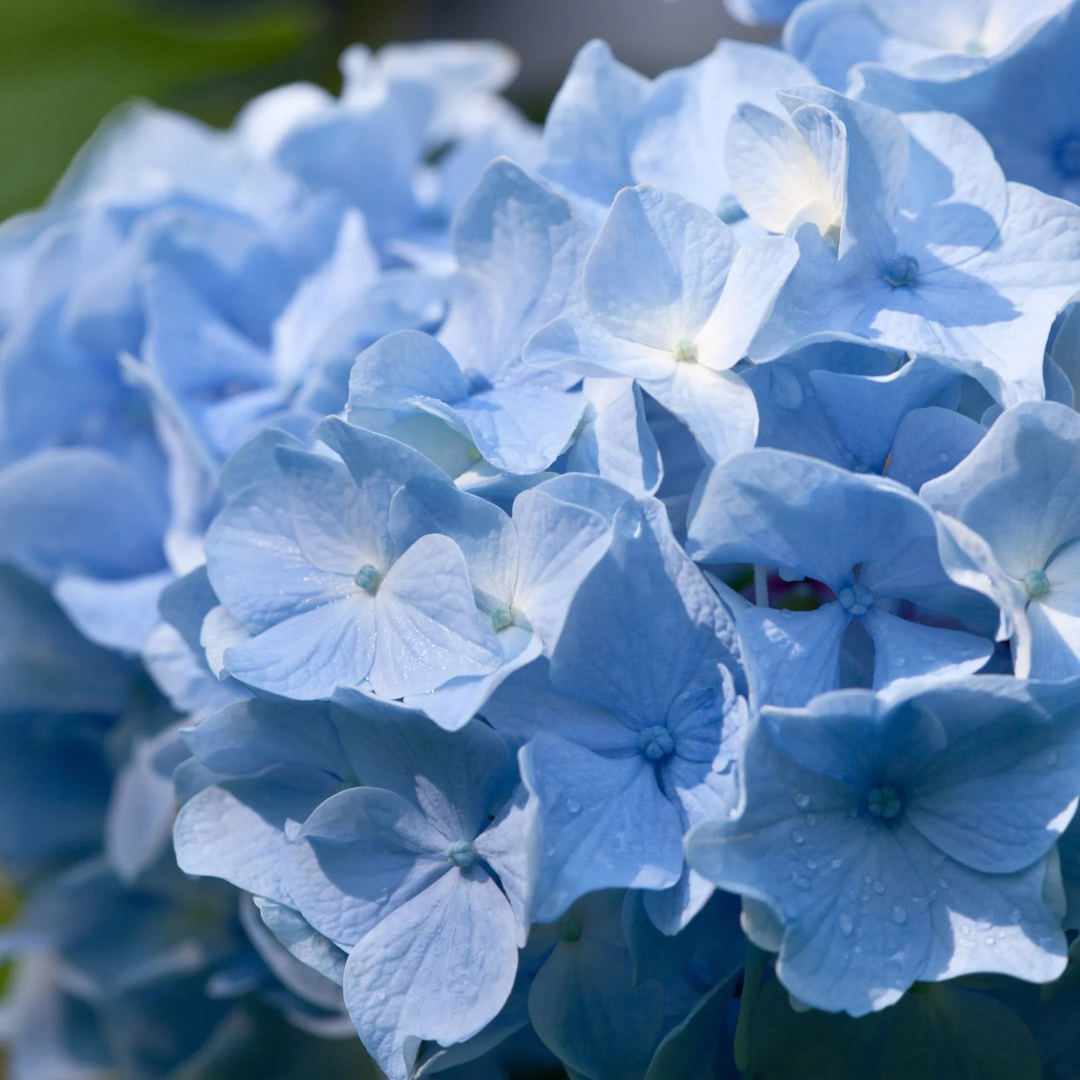 Hydrangea macrophylla Endless Summer®