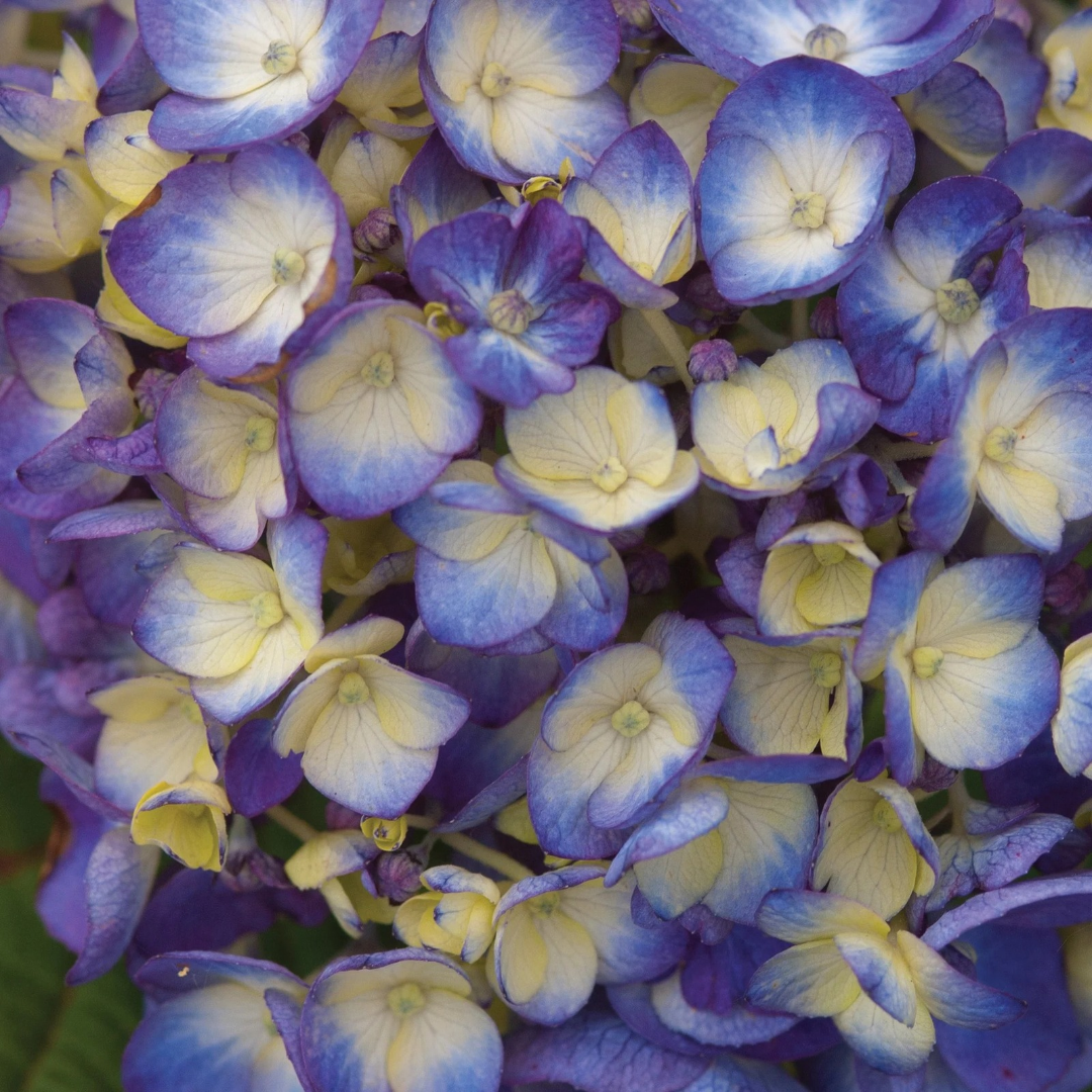 Hydrangea macrophylla Endless Summer® Bloomstruck®