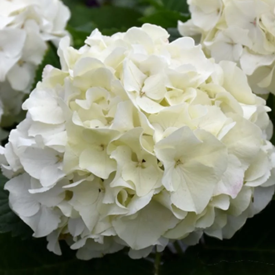 Hydrangea macrophylla Endless Summer® DreamCloud®