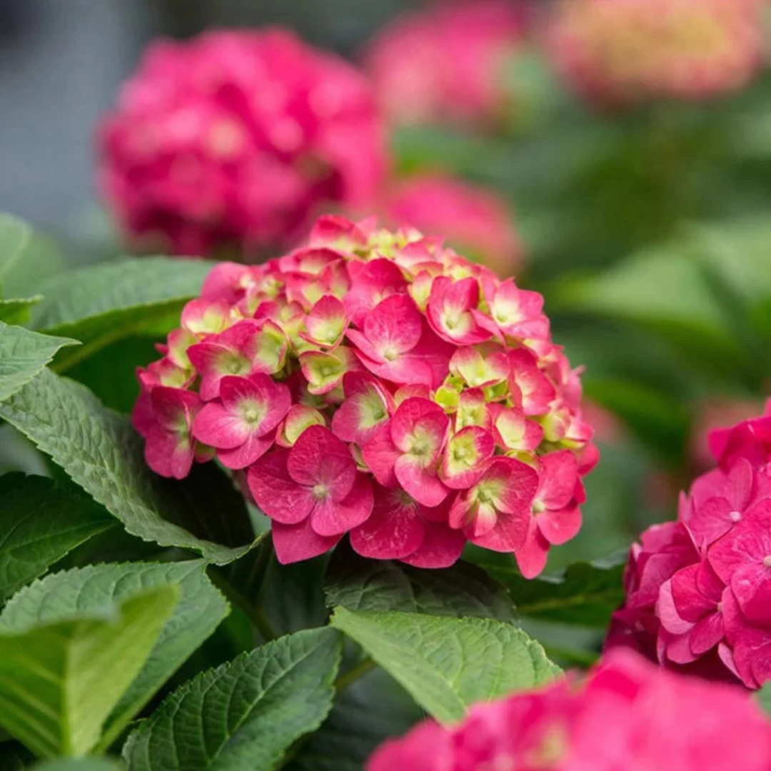 Hydrangea macrophylla Endless Summer® Summer Crush®