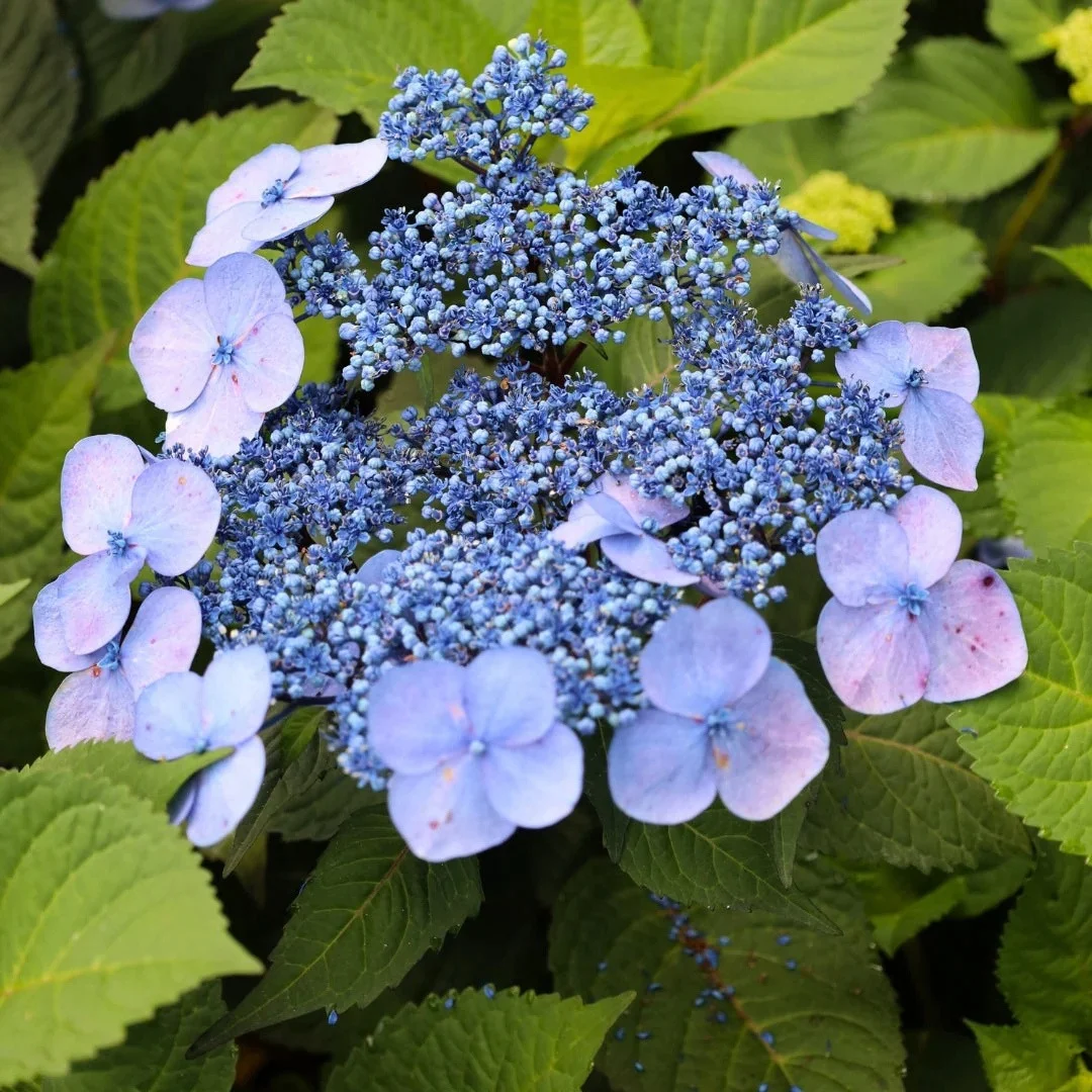Hydrangea macrophylla Endless Summer®Twist-n-Shout®
