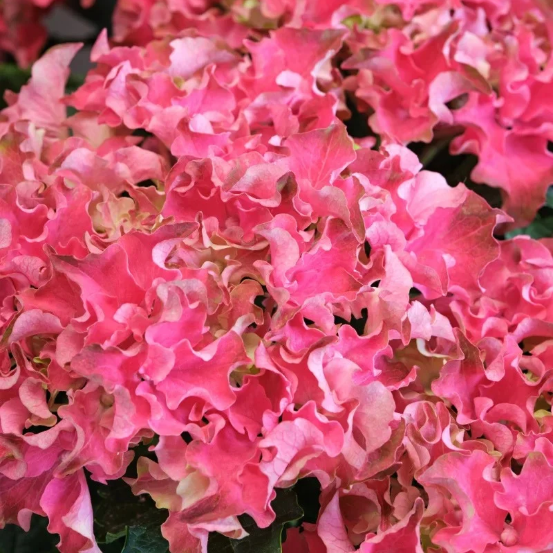 Hydrangea macrophylla Frill Ride™