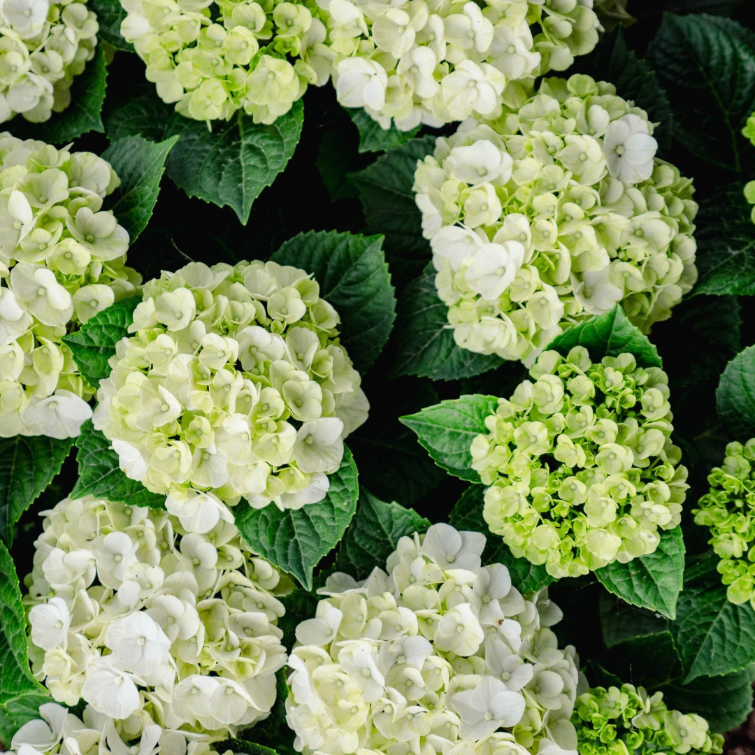 Hydrangea macrophylla Grin and Tonic™