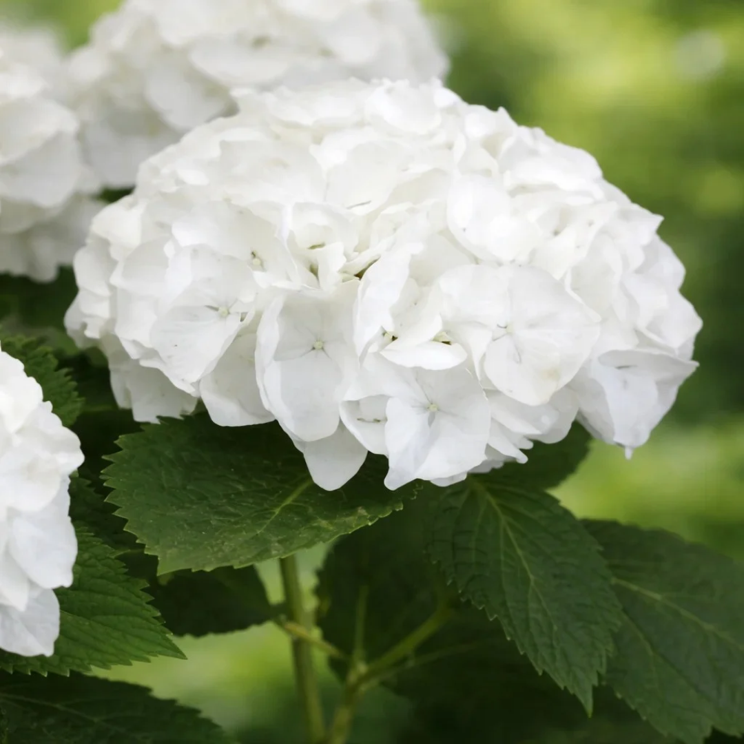 Hydrangea macrophylla Magical® Bride