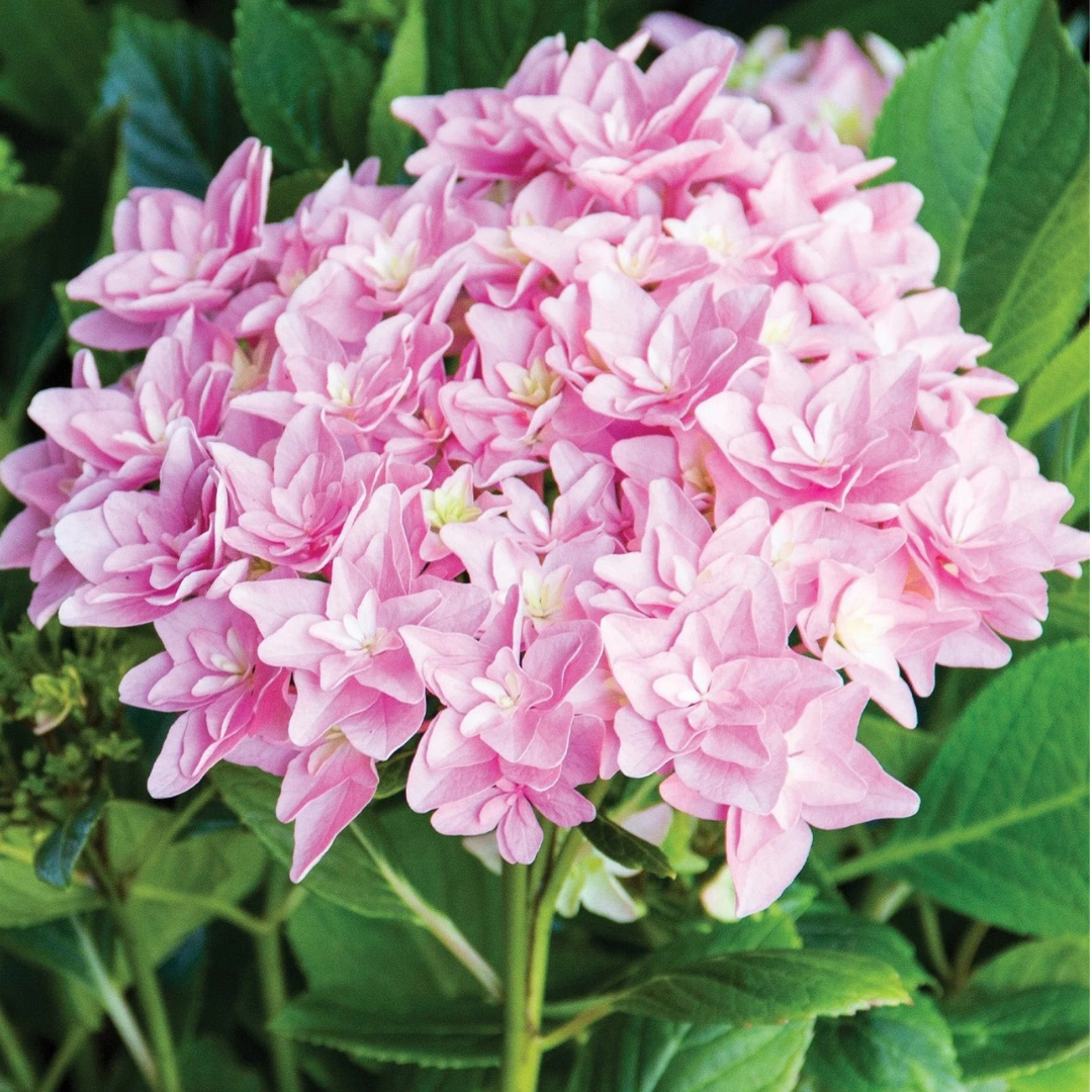 Hydrangea macrophylla Starfield™