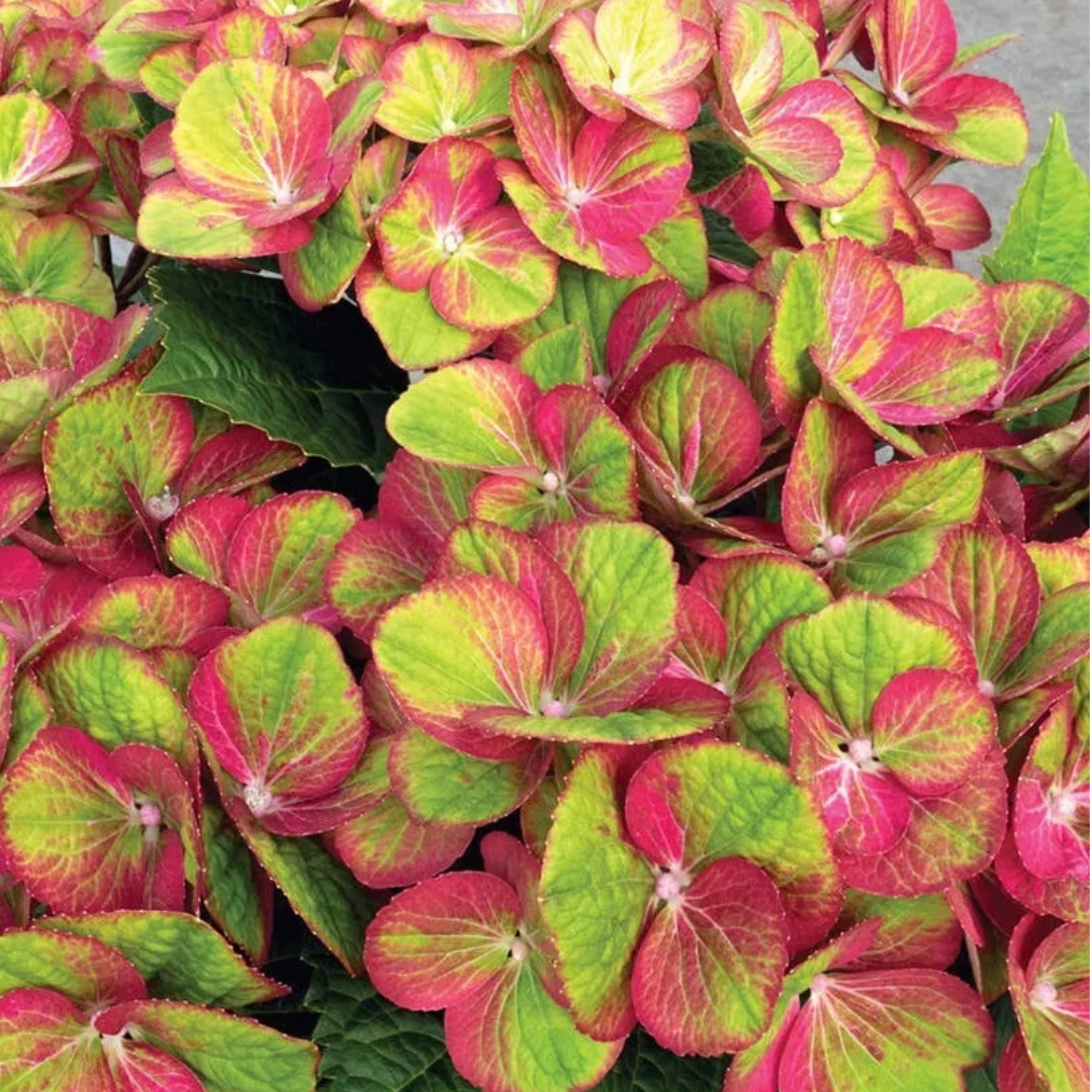 Hydrangea macrophylla Tilt-A-Swirl™