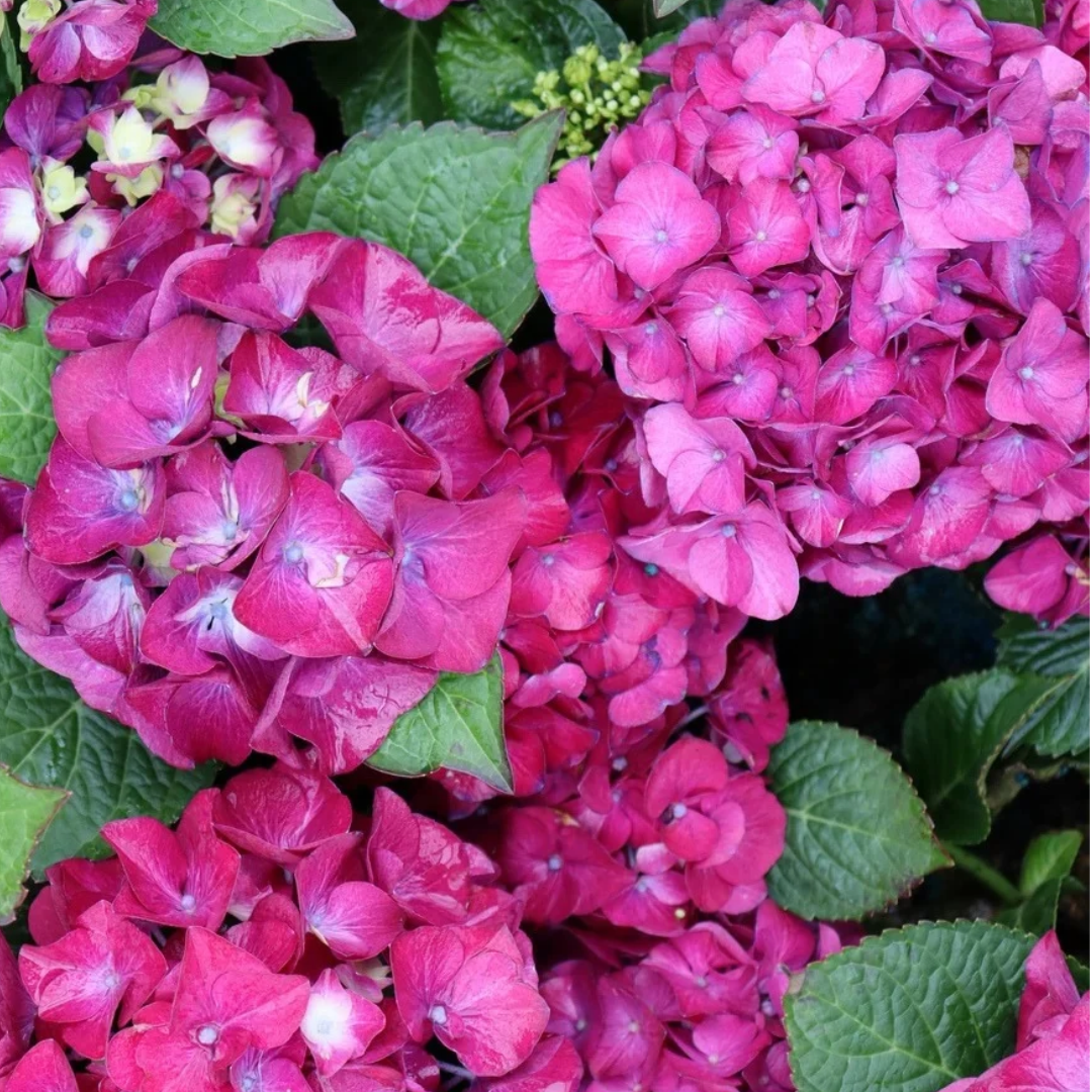 Hydrangea macrophylla Wee Bit Giddy®