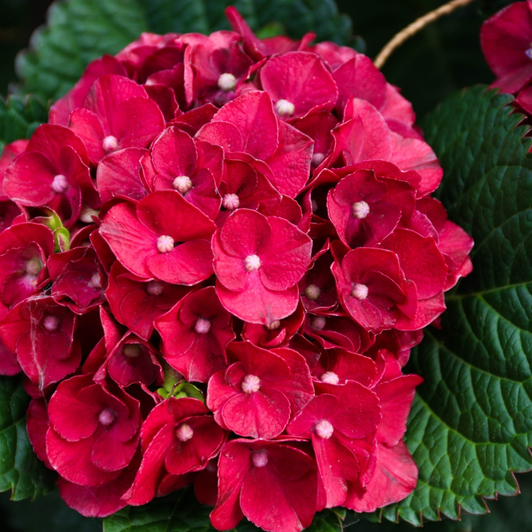 Hydrangea macrophylla 'Cherry-Go-Round’