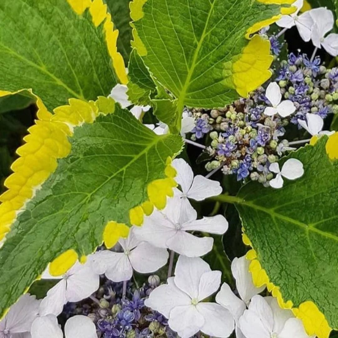 Hydrangea macrophylla 'Lemon Wave'