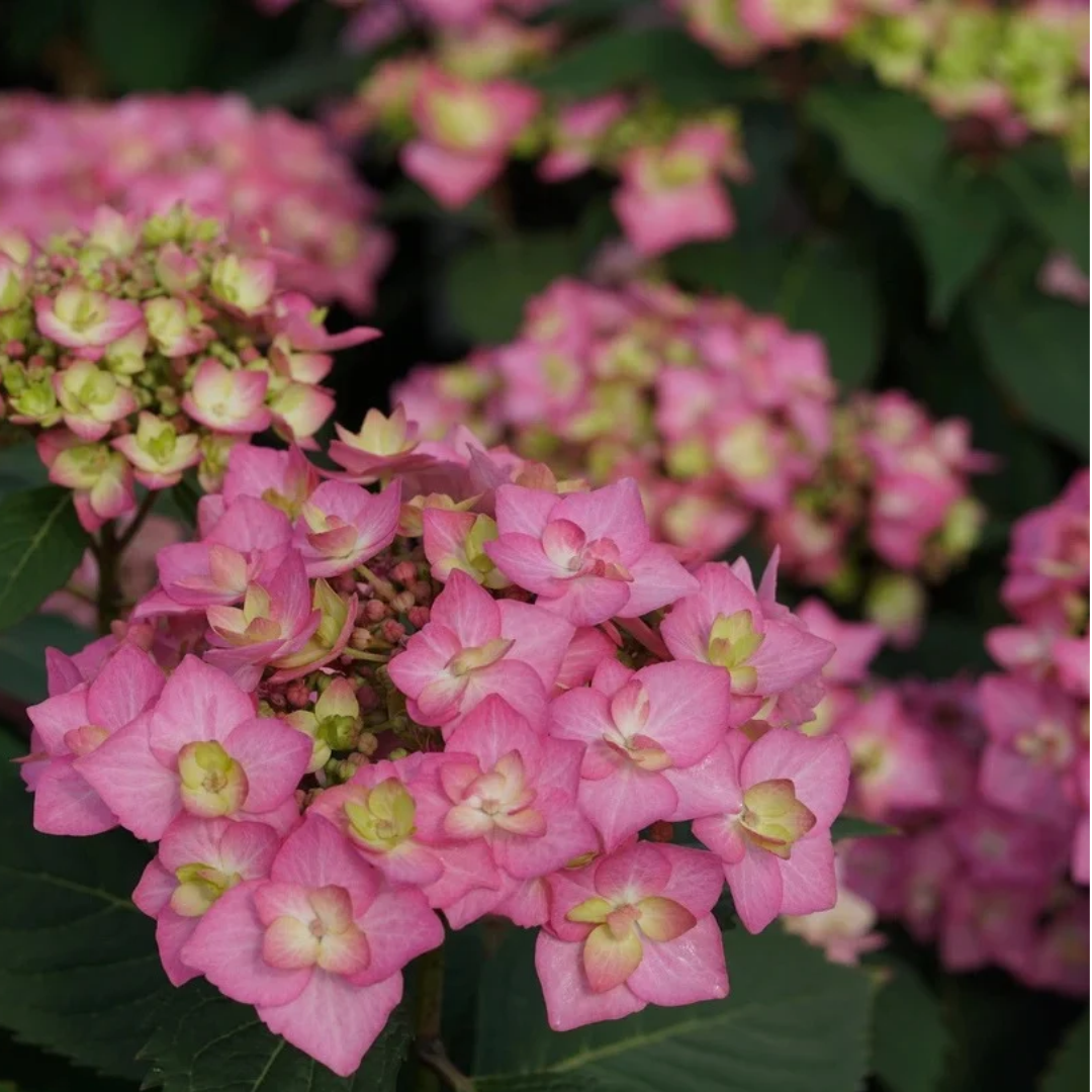 Hydrangea macrophylla x serrata Let's Dance Can Do!®