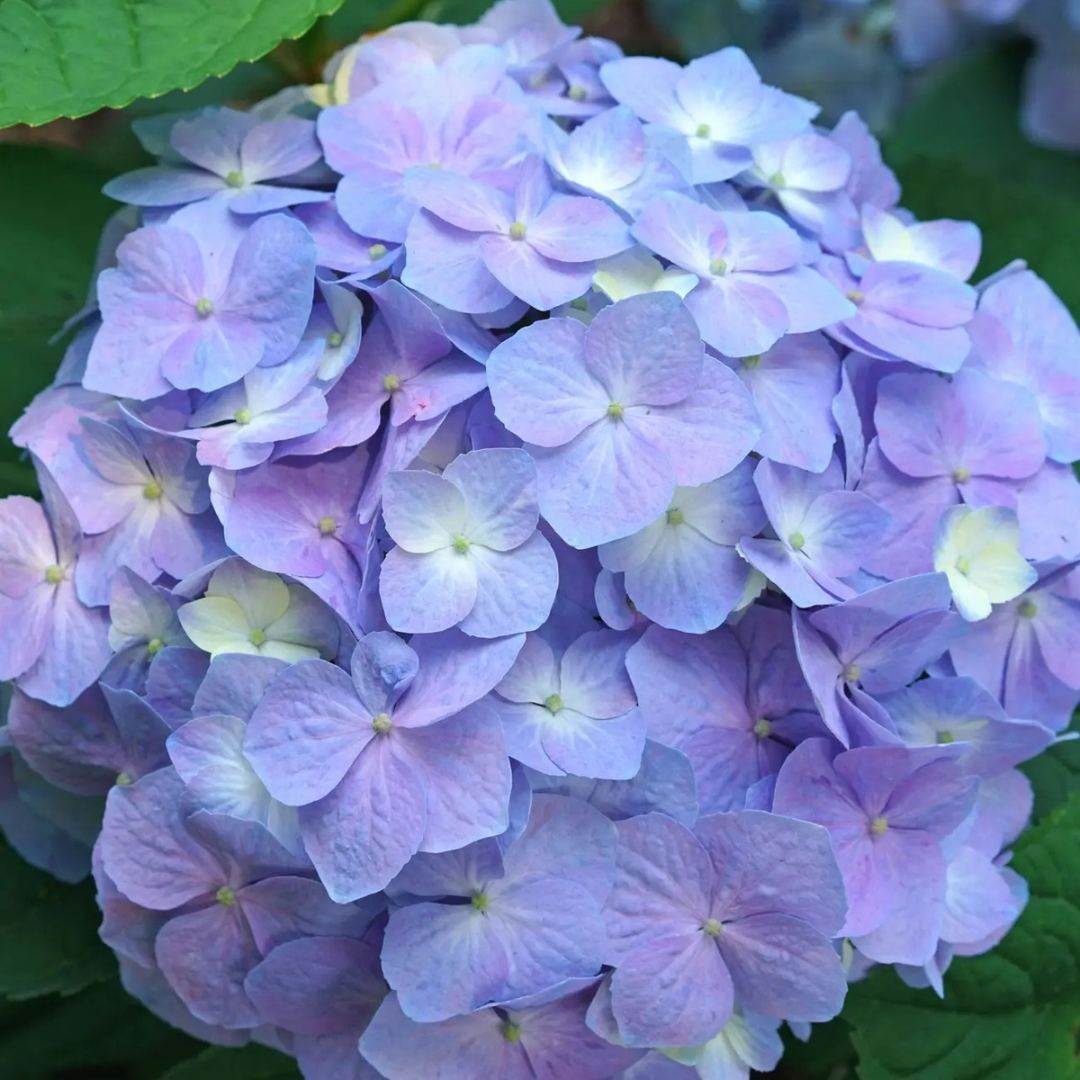 Hydrangea macrophylla x serrata Let's Dance Sky View®