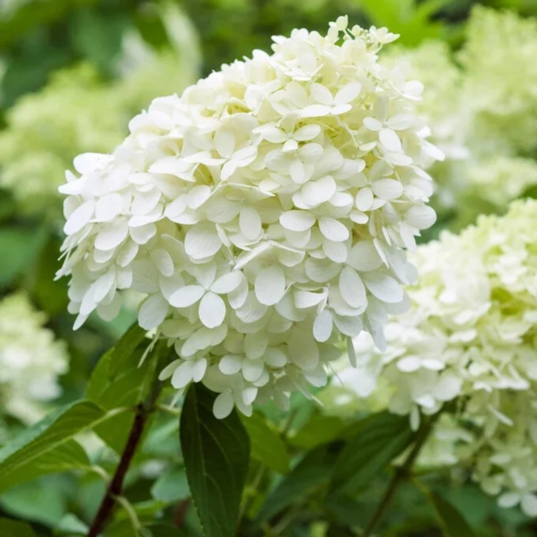 Hydrangea paniculata 'Grandiflora'