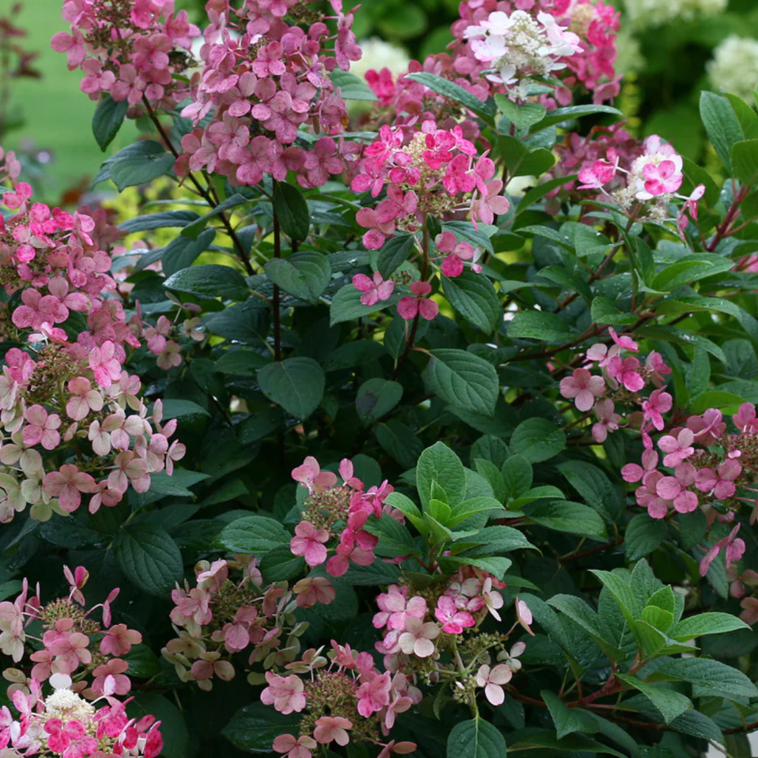 Hydrangea paniculata 'Little Quick Fire’