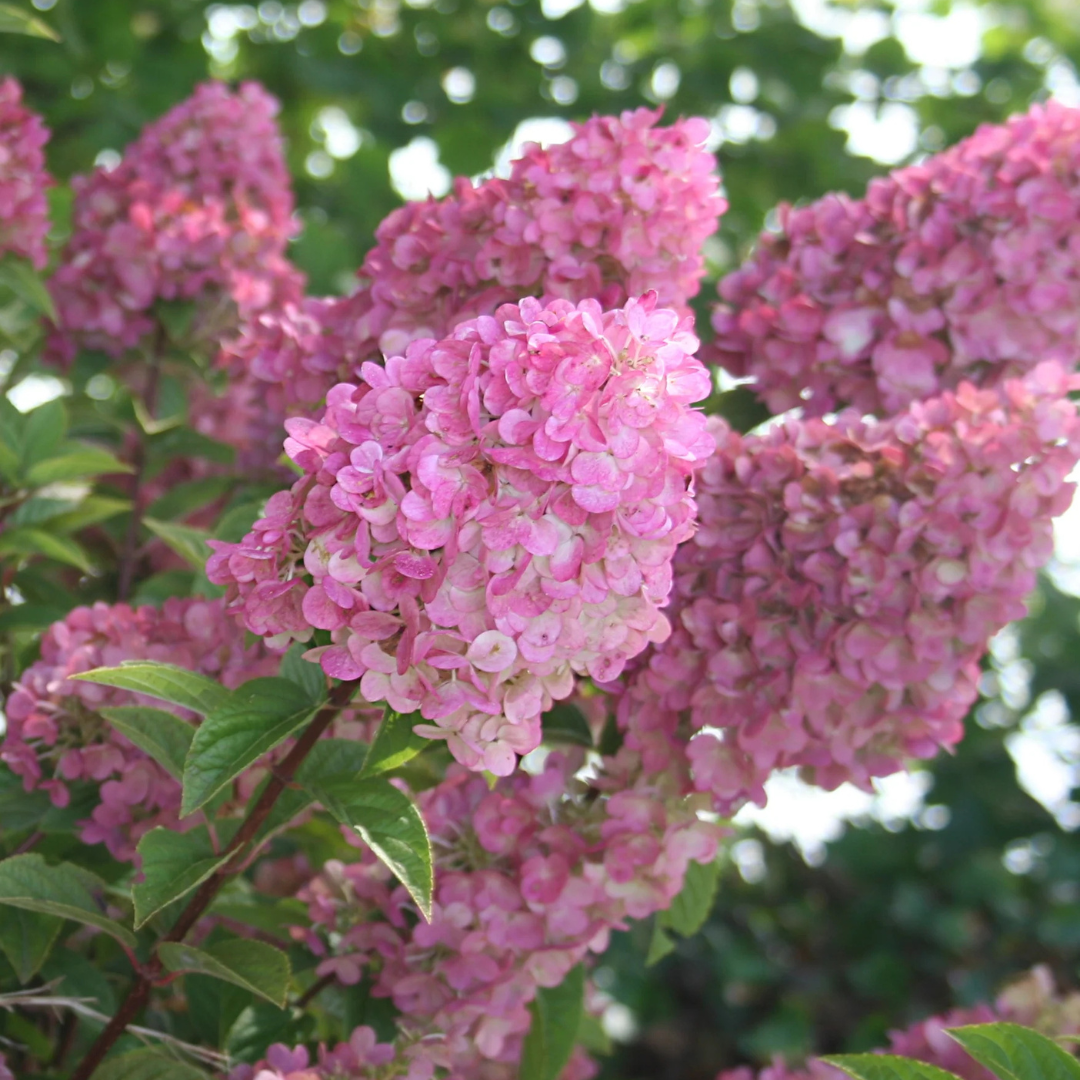 Hydrangea paniculata 'Strawberry Sundae'