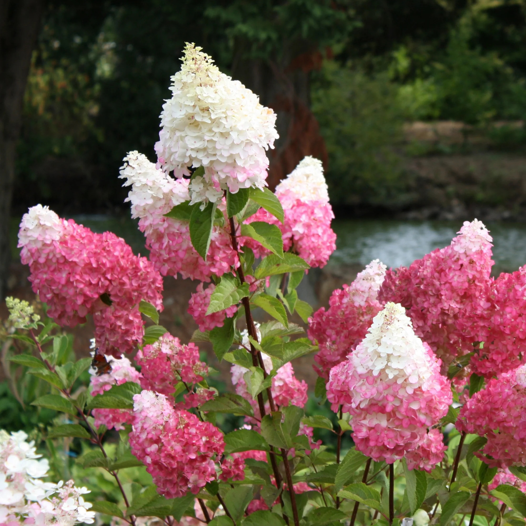 Hydrangea paniculata 'Vanilla Strawberry’