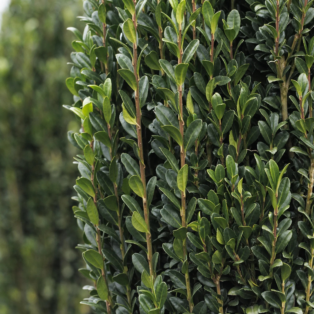 Ilex crenata 'Sky Pencil'