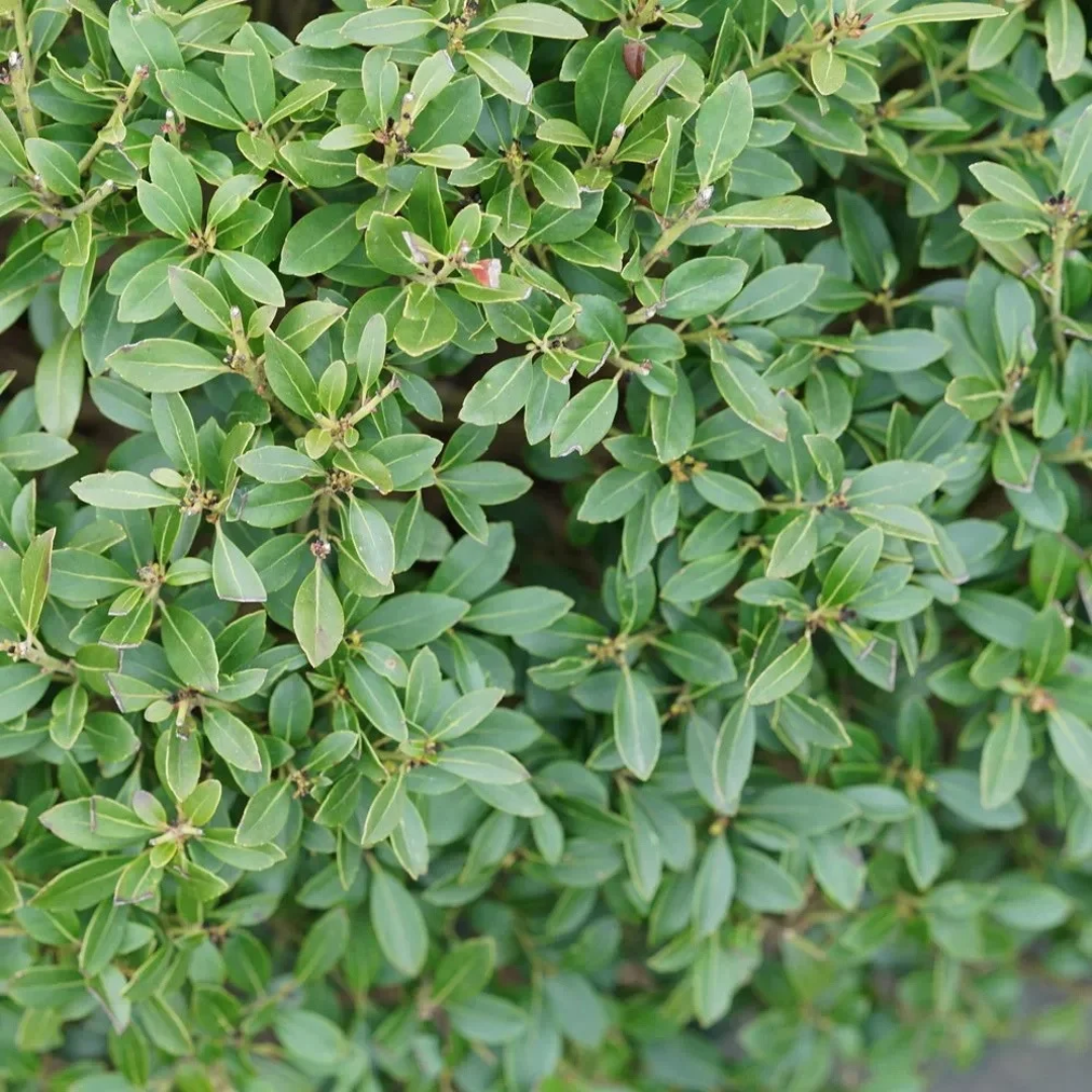 Ilex glabra Strongbox®