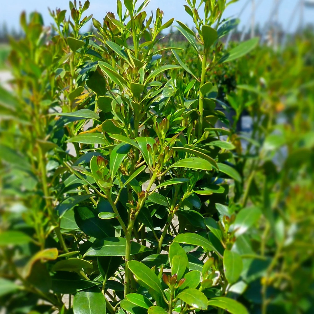 Ilex glabra 'Compacta'