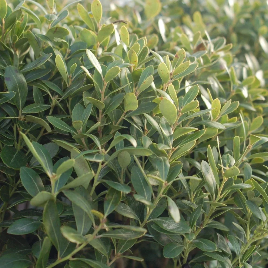 Ilex glabra 'Densa'