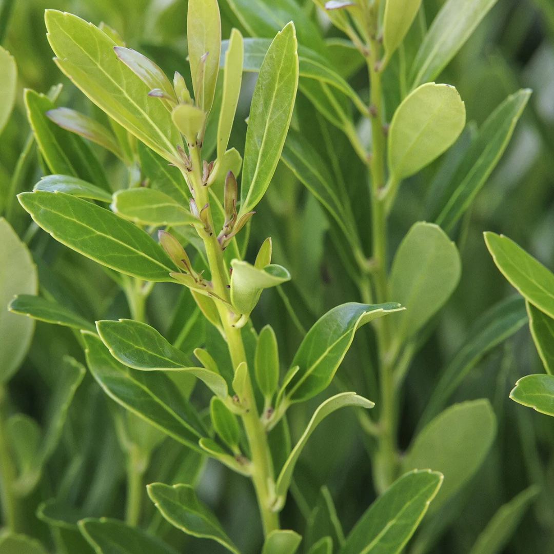 Ilex glabra 'Shamrock'