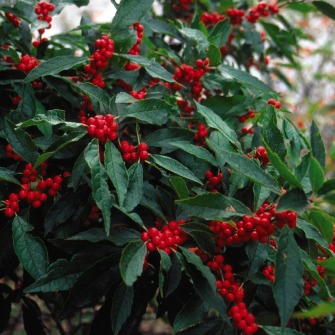 Ilex verticillata