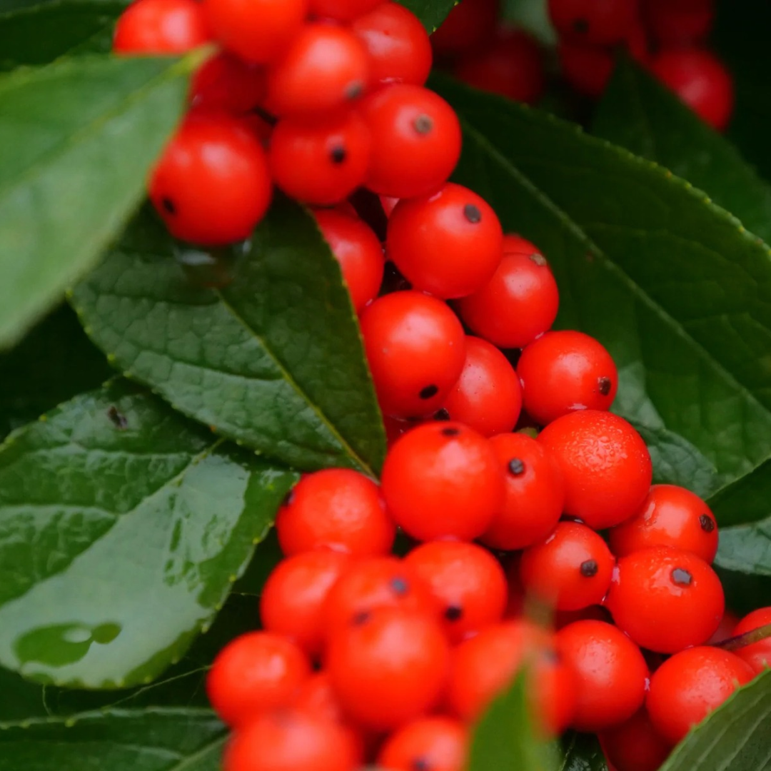 Ilex verticillata Berry Heavy® Red