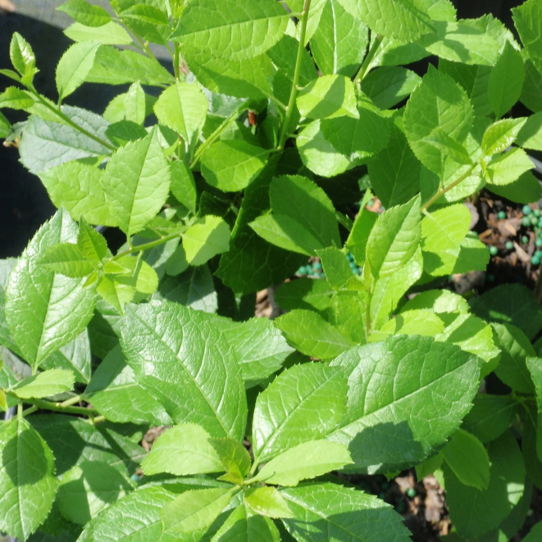 Ilex verticillata Mr. Poppins®